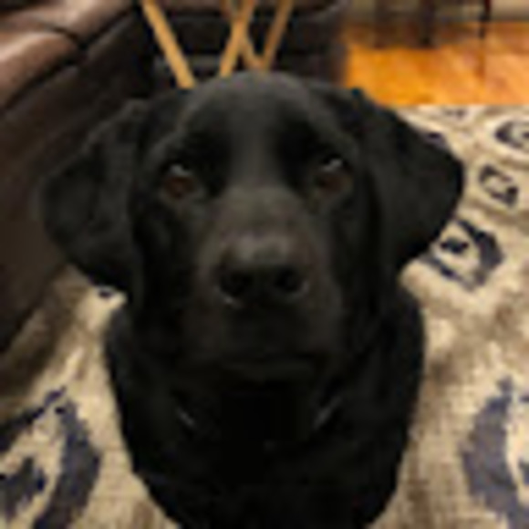 Meet your Posher, Maggi - Picture 1 of 1